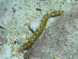 32 Light Spotted Sea Cucumber IMG 2215.JPG